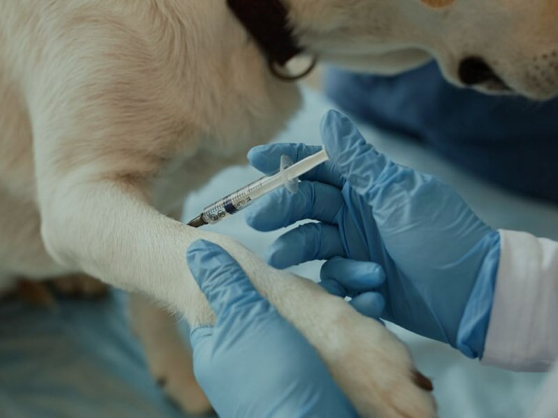 AIM Vaccine publica os dados pré-clínicos mais recentes da vacina anti-rábica mRNA em 